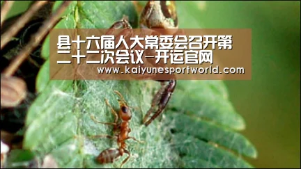 开运赛事